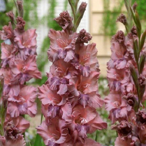 Гладиолус Якутск гофрированный  1 шт.       8/10